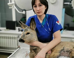 Живи, Бэмби, живи!