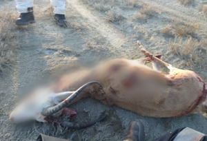 В Мангистау задержаны подозреваемые в убийстве краснокнижного джейрана