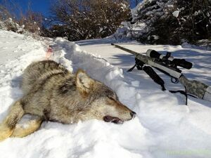 Им не страшен серый волк