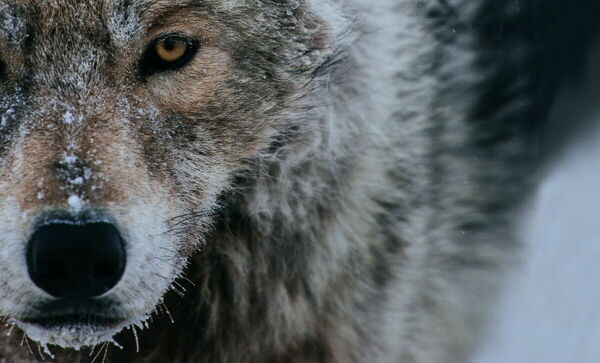 По волчьему следу…