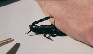 Вестники весны