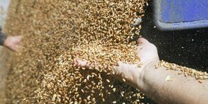 Зерно недоумения