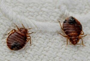 И всё им неймётся!