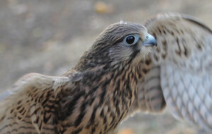 Не тронь птичку