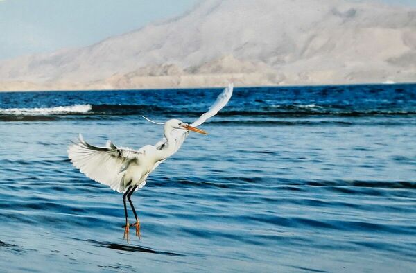 Синяя птица удачи