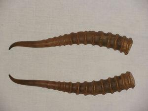 Браконьера взяли за рога