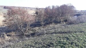 Горел камыш, деревья гнулись