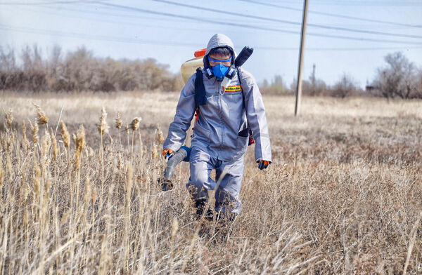 Вышел противогнусный десант