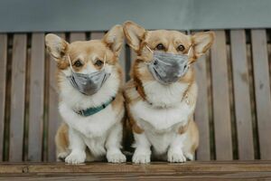 Подтвердилась возможность заражения кошек и собак коронавирусом – ВОЗ