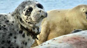 Лежбище превращается  в кладбище?