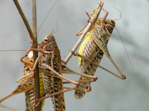 Голодные и злые