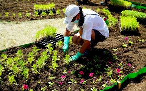 В Нур-Султане продолжаются масштабные работы по озеленению города