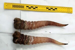 Сообщил - получи!