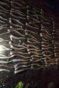 Сайга, рога и одинокий кабан