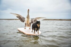 По улицам  гуся водили