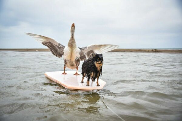 По улицам  гуся водили