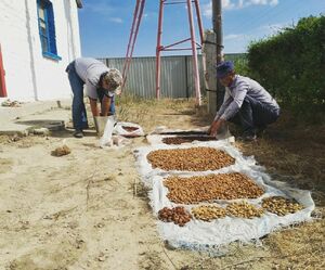 Фруктовый проект