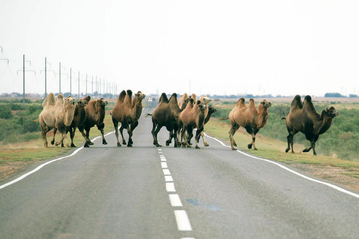 Ты сюда не ходи