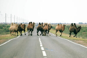 Ты сюда не ходи