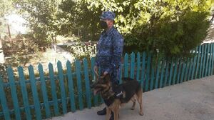 Собачья гордость