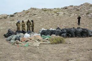 Защита тюленя - дело рук волонтёров