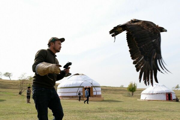 Крылья, лапы, хвосты
