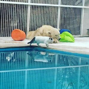 Мишка не виноват