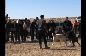 Дикие забавы