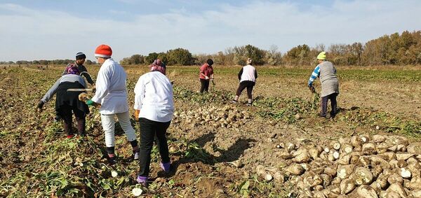 Когда жизнь фермера -  не сахар