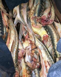 Золотая рыбка