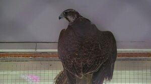 Вольные птицы