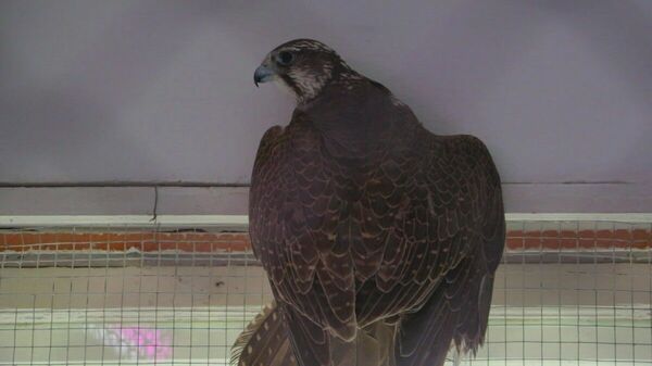 Вольные птицы