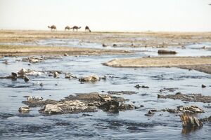 Золотое дно