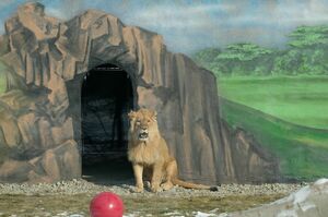 Специально для короля