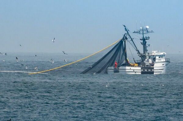 Борьба до последней селёдки