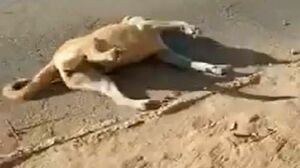 Истребление отравой