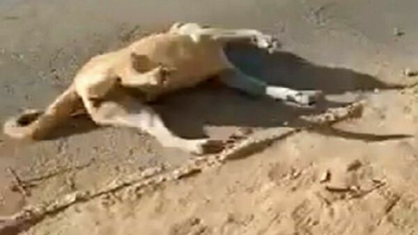 Истребление отравой