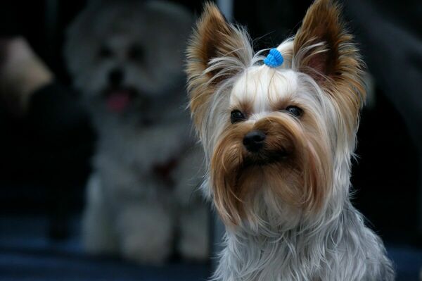 Мелочь, а гавкает!