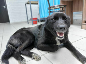 Муля, не нервируй!