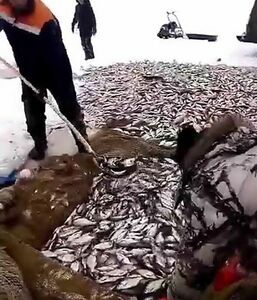 В погоне за лайками - сплошные проблемы