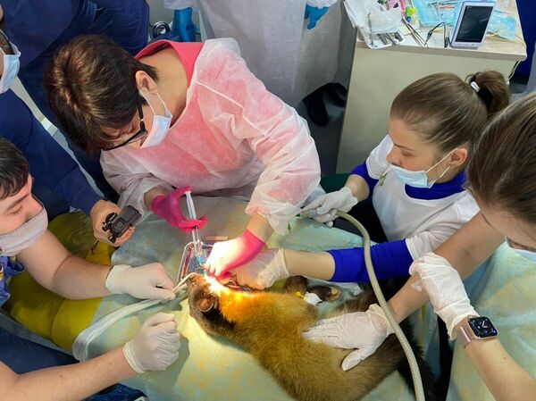 Кусайтесь на здоровье!