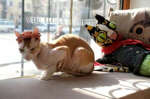 Мартовские котики