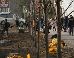 И на домах растут деревья