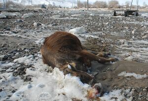 Пострадал из-за тёлки