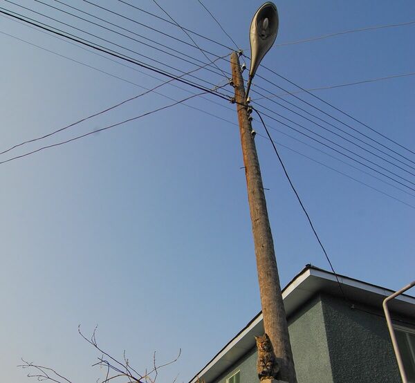 Столбовое самодурство