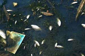 Эпопея с отходами