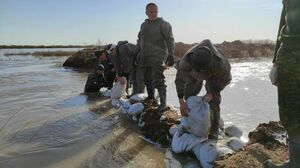 Военные в помощь