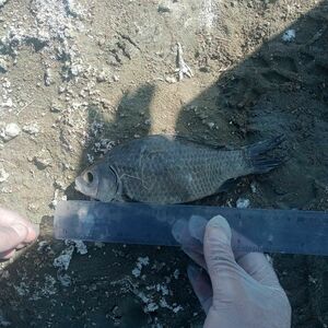 Рыбку жалко