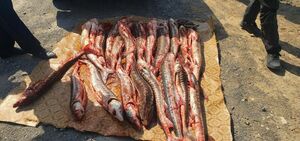 Взяты  с поличным