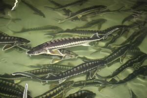 Рыбам на смех